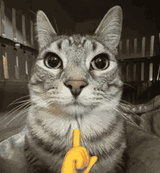 A cat holding a finger to its lips